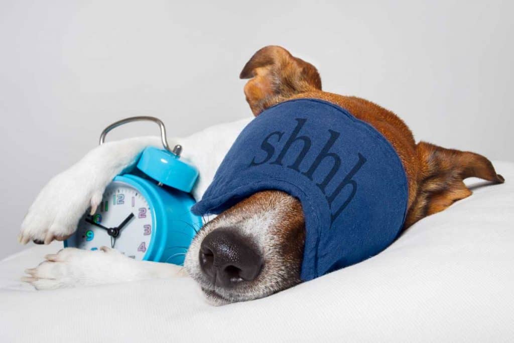 dog wearing sleep mask and holding alarm clock