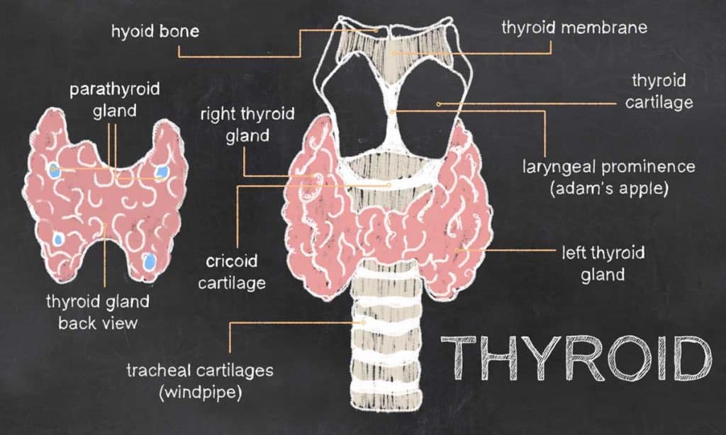 graphic illustration of the thyroid