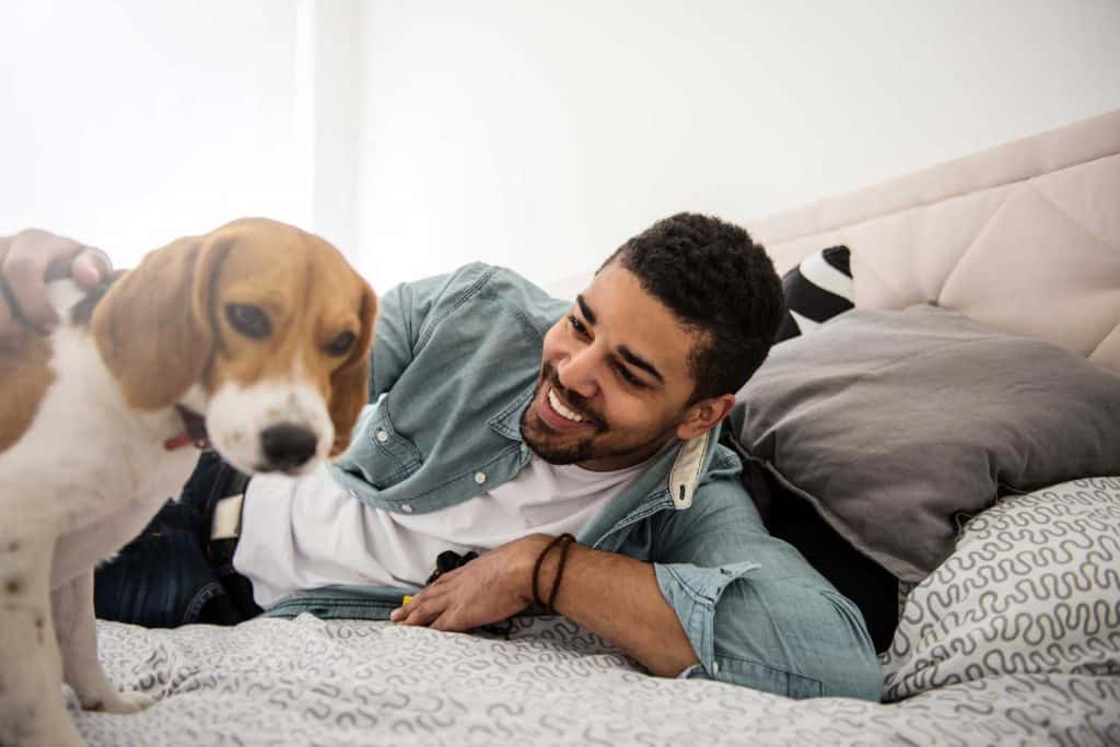 pet sleeping on bed