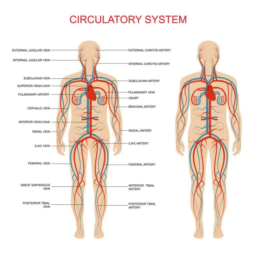 poor circulation body circulatory system
